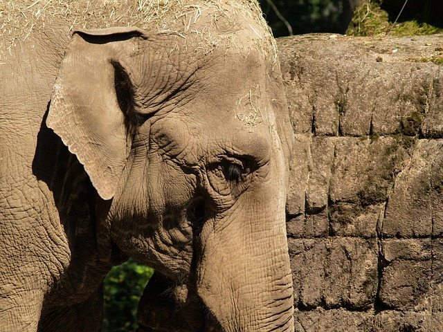 elephant by Potztausend