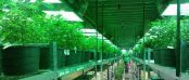 cannabis farm