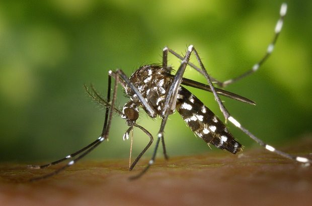 tiger-mosquito, eradicate itching