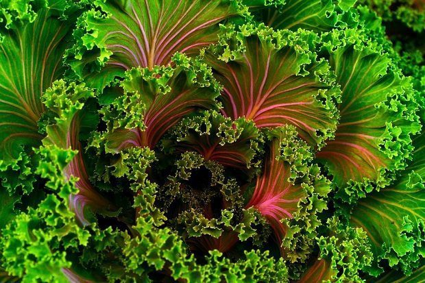 kale, healthier diet