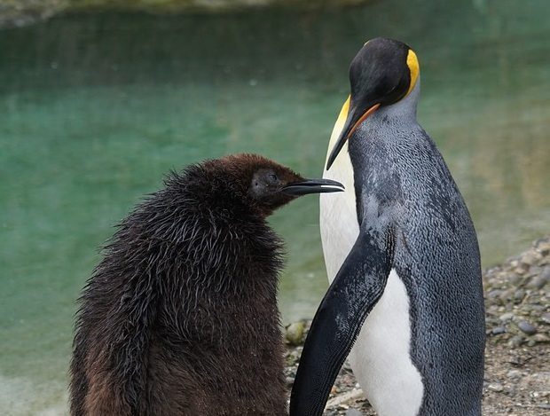 little penguins