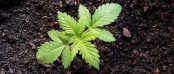 Cannabis seedling