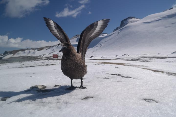 Skua by Yeong-Deok Han