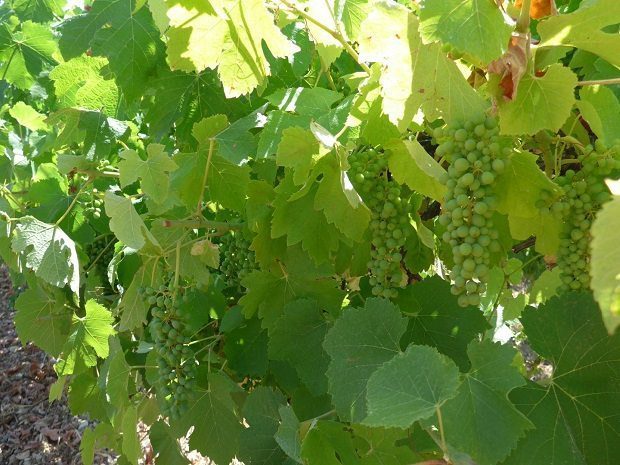 Wine grapes, global warming