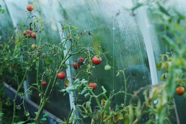 tomato battery, tomatoes