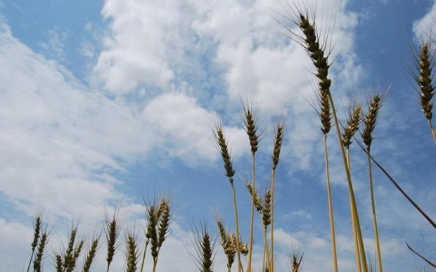  evolutionary history of wheat