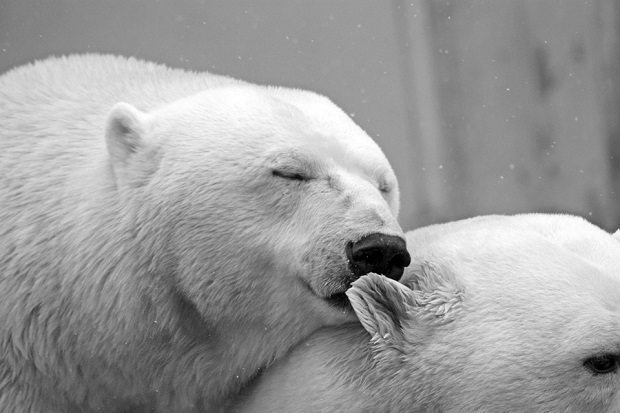 polar bears, frequent sex