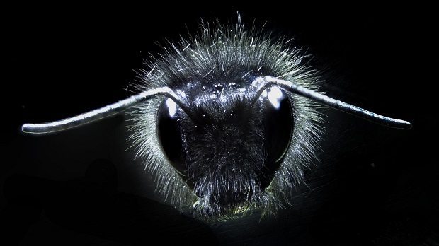 Bumblebee close up by University of Bristol