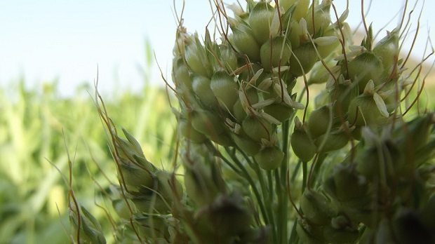 sorghum, biofuel