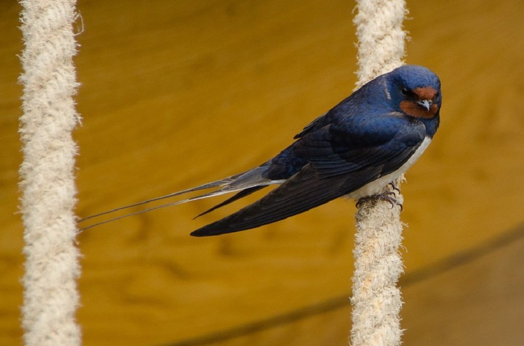 swallow, UK wildlife