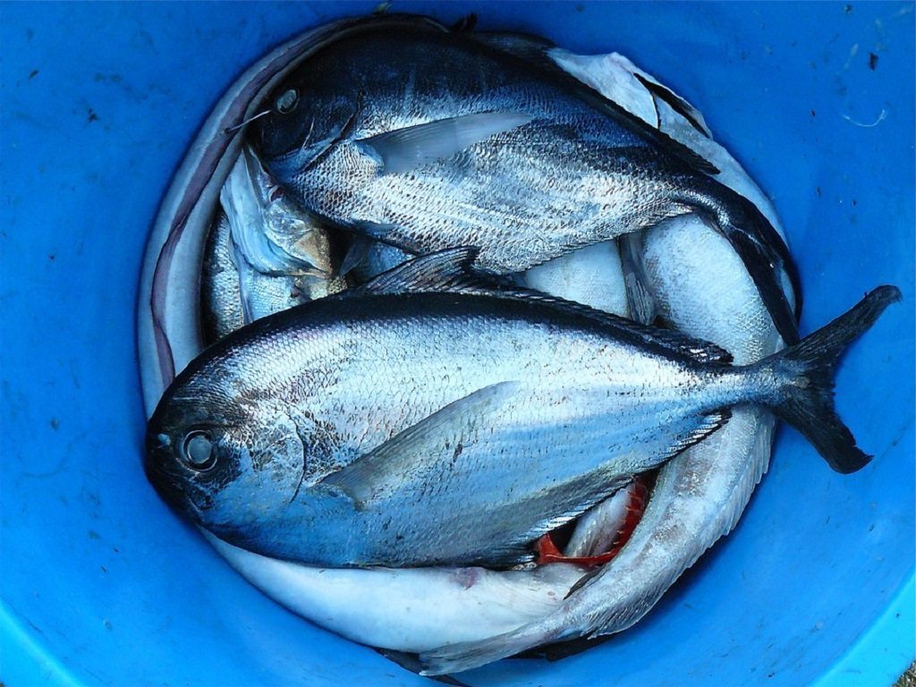 fish oil