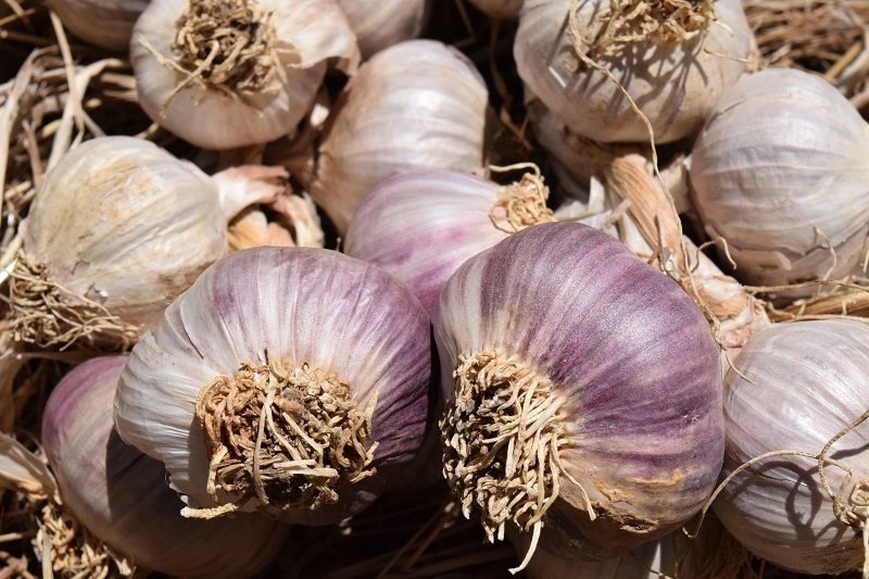 Garlic, garlic flavours breast milk