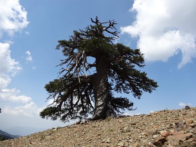 Bosnian pine by Dr. Oliver Konter, Mainz