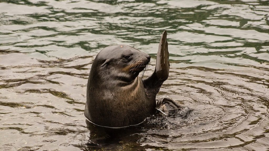 sea lion, beat keeper