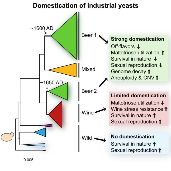 Beer Yeast genome by Gallone and Steensels et al.Cell 2016