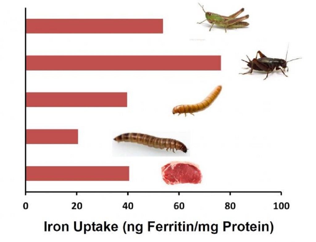 Edible insect protein levels