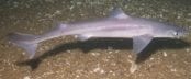 Pacific spiny dogfish shark