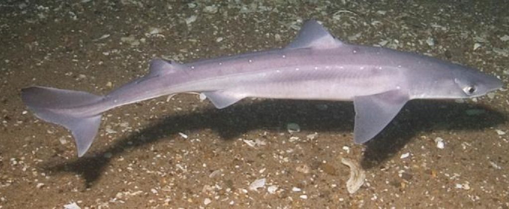 Pacific spiny dogfish shark
