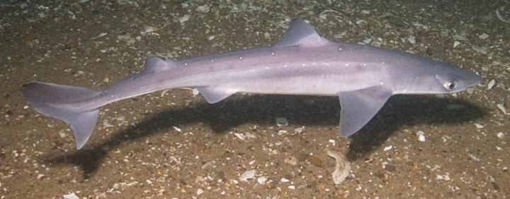 Pacific Spiny Dogfish Shark