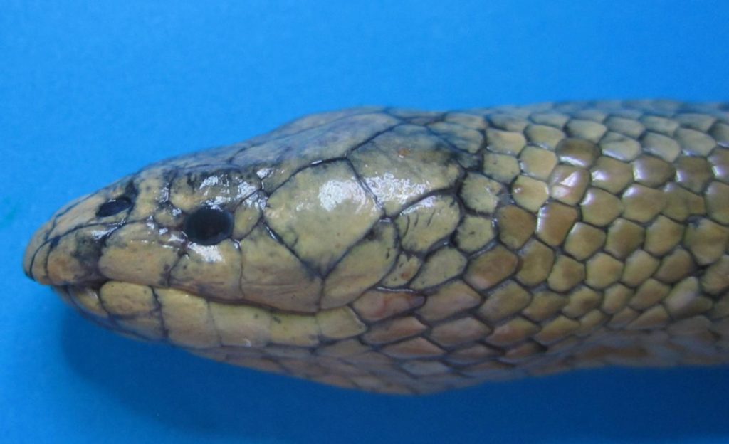 Sea Snake