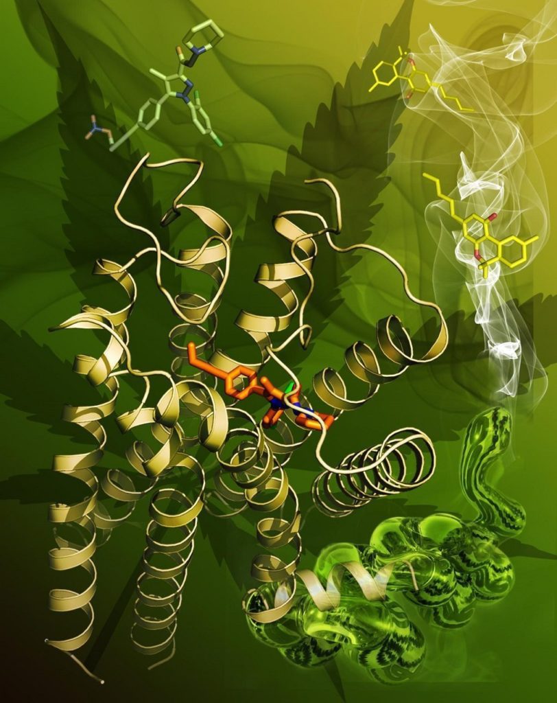 cannabinoid receptor