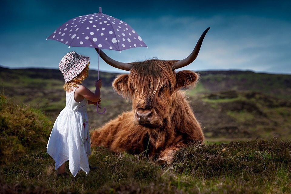 Girl and highland cow, artificial intelligence