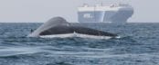 Blue Whales, shipping