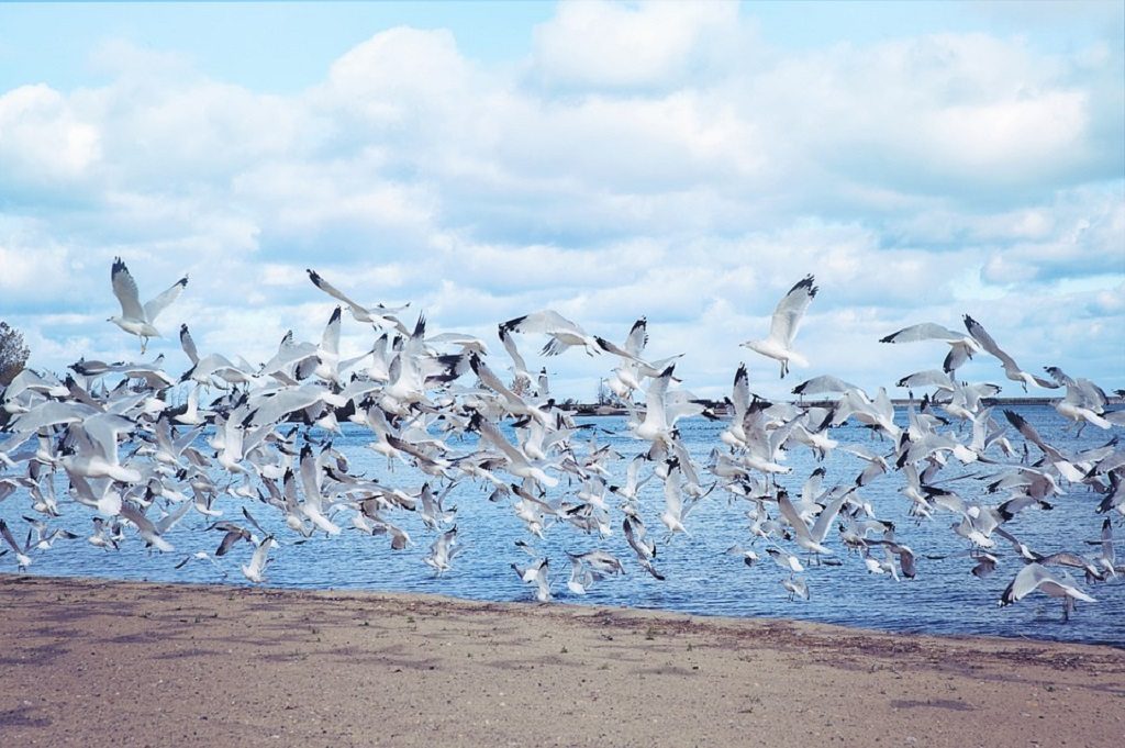Seagulls, 