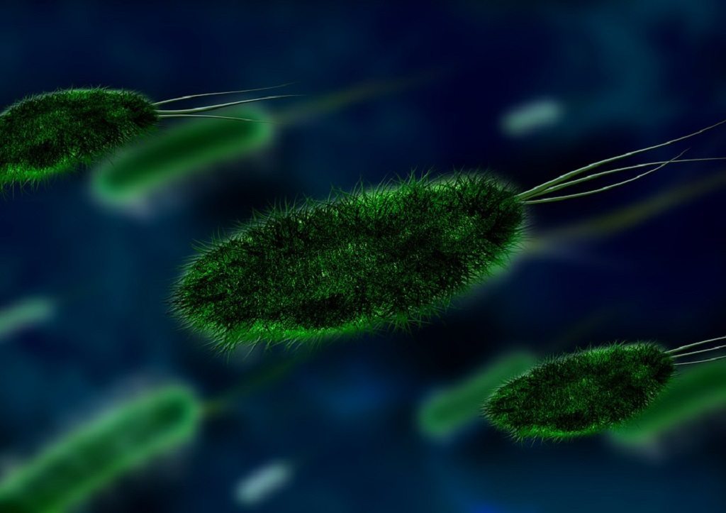 bacteria, scientifically proven