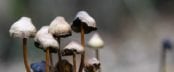 psilocybin, magic mushrooms