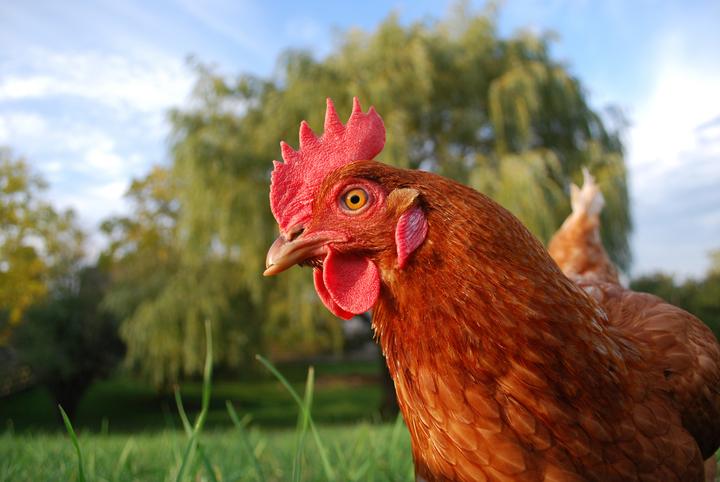 Chicken by Farm Sanctuary