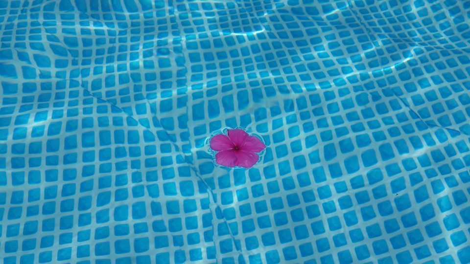 flower in pool by pixabay and alondav