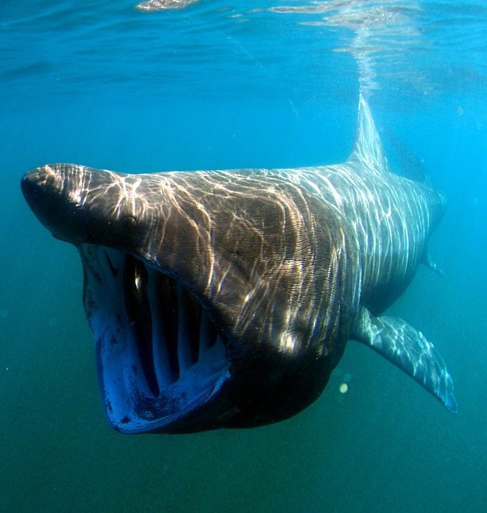 basking sharks by pixabay and tpsdave