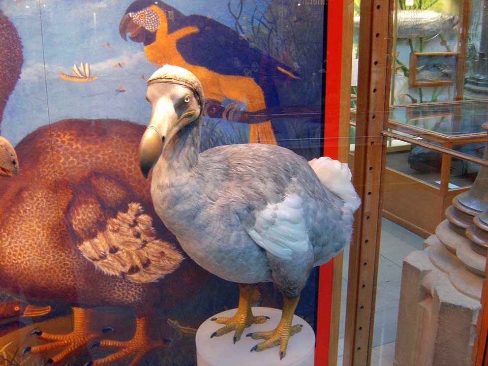 Dodo, resurrecting extinct species