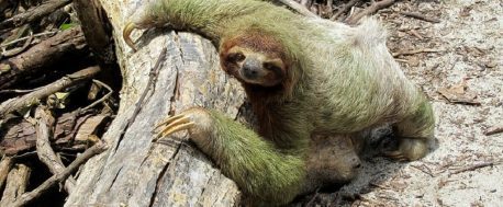 sloth, inactivity