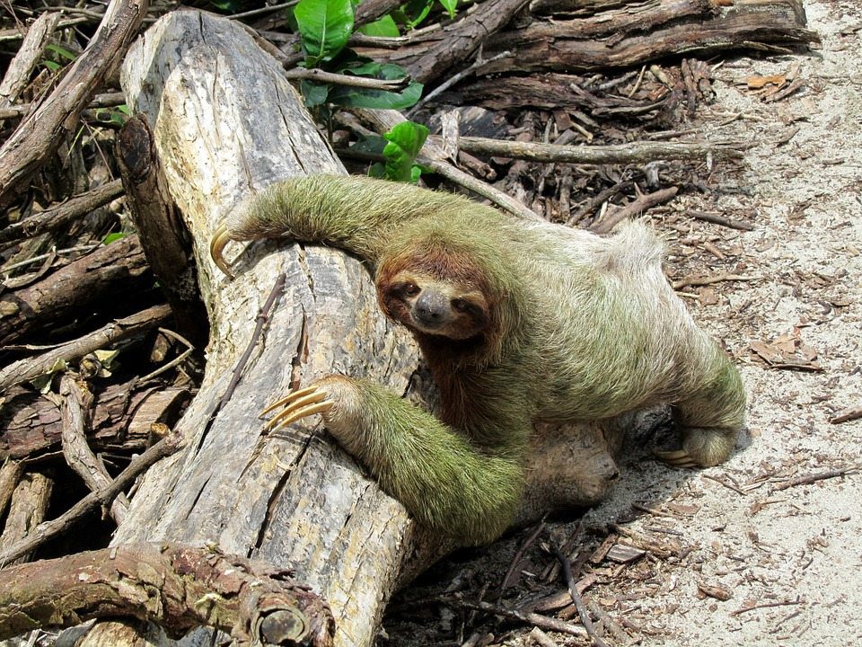 inactivity, sloth