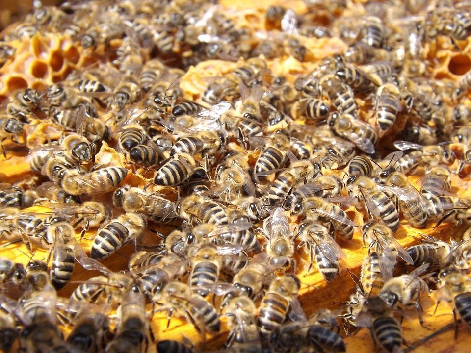 bees, busyness