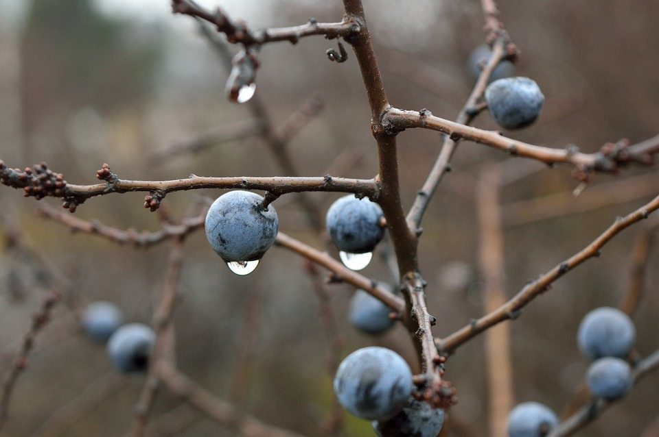 sloe, crop, climate change