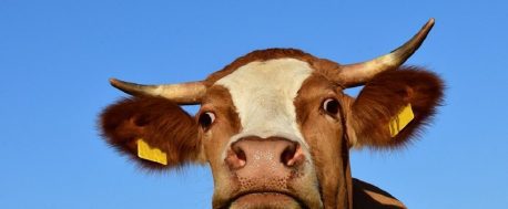 cow, cow avoidance