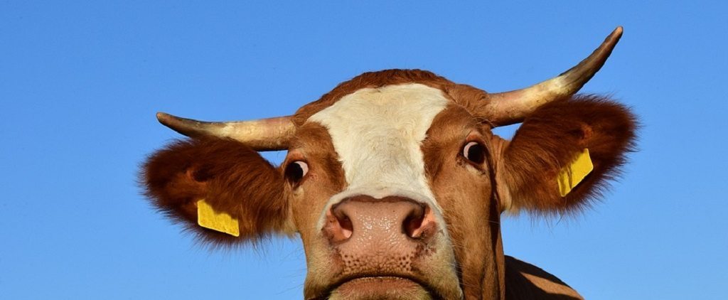 Be Nice to Cows, Science Says So - Trebuchet