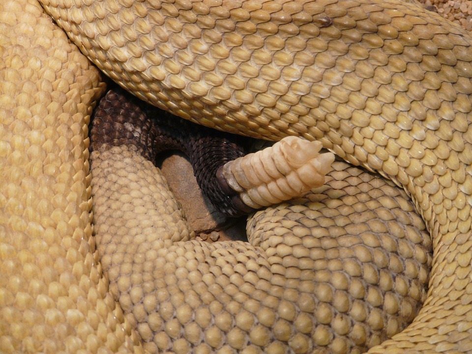 snake, sex obsession