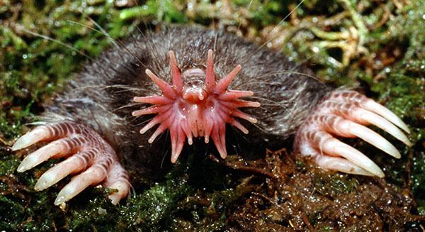 star nosed mole 