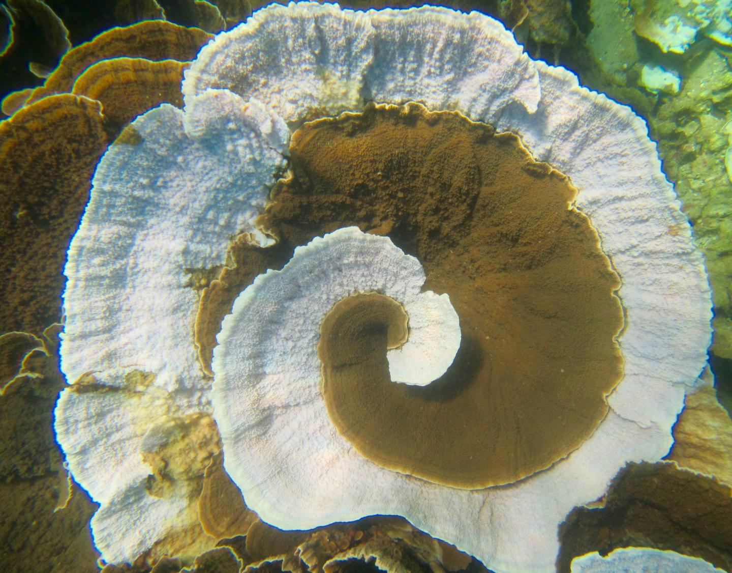 global warming, bleached coral