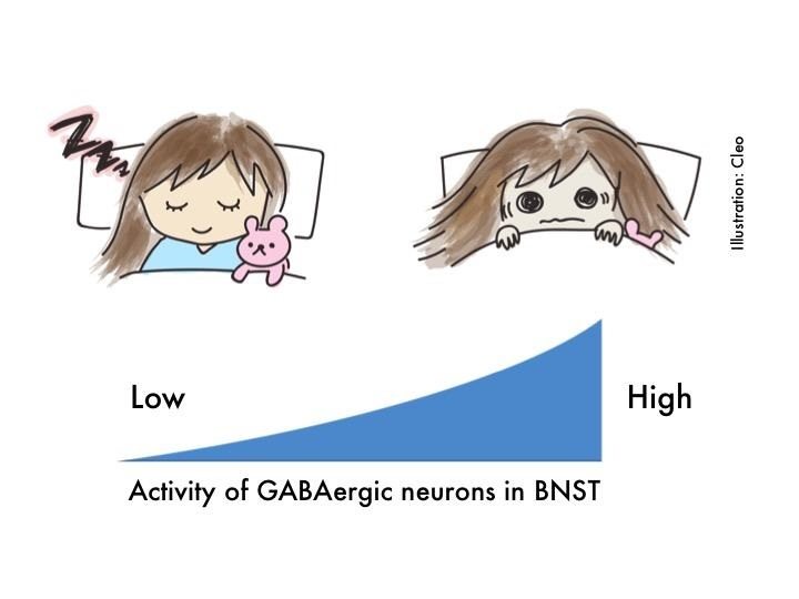 gabaergic neurons