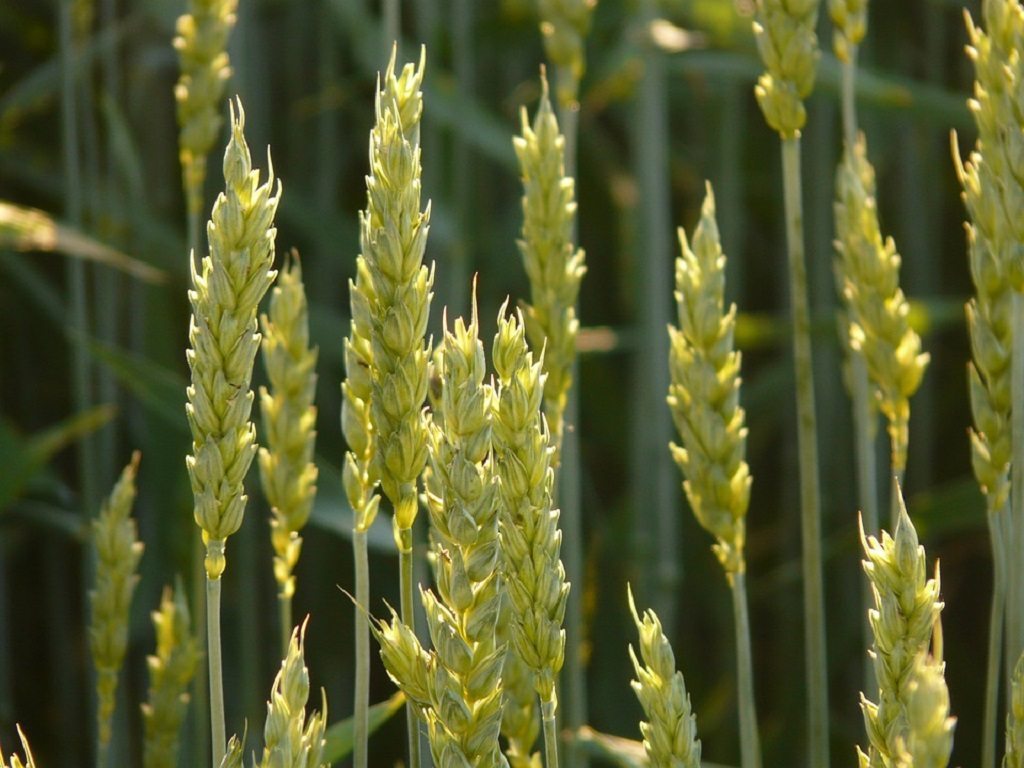 domestication of seed