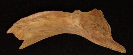 Viking cod bones