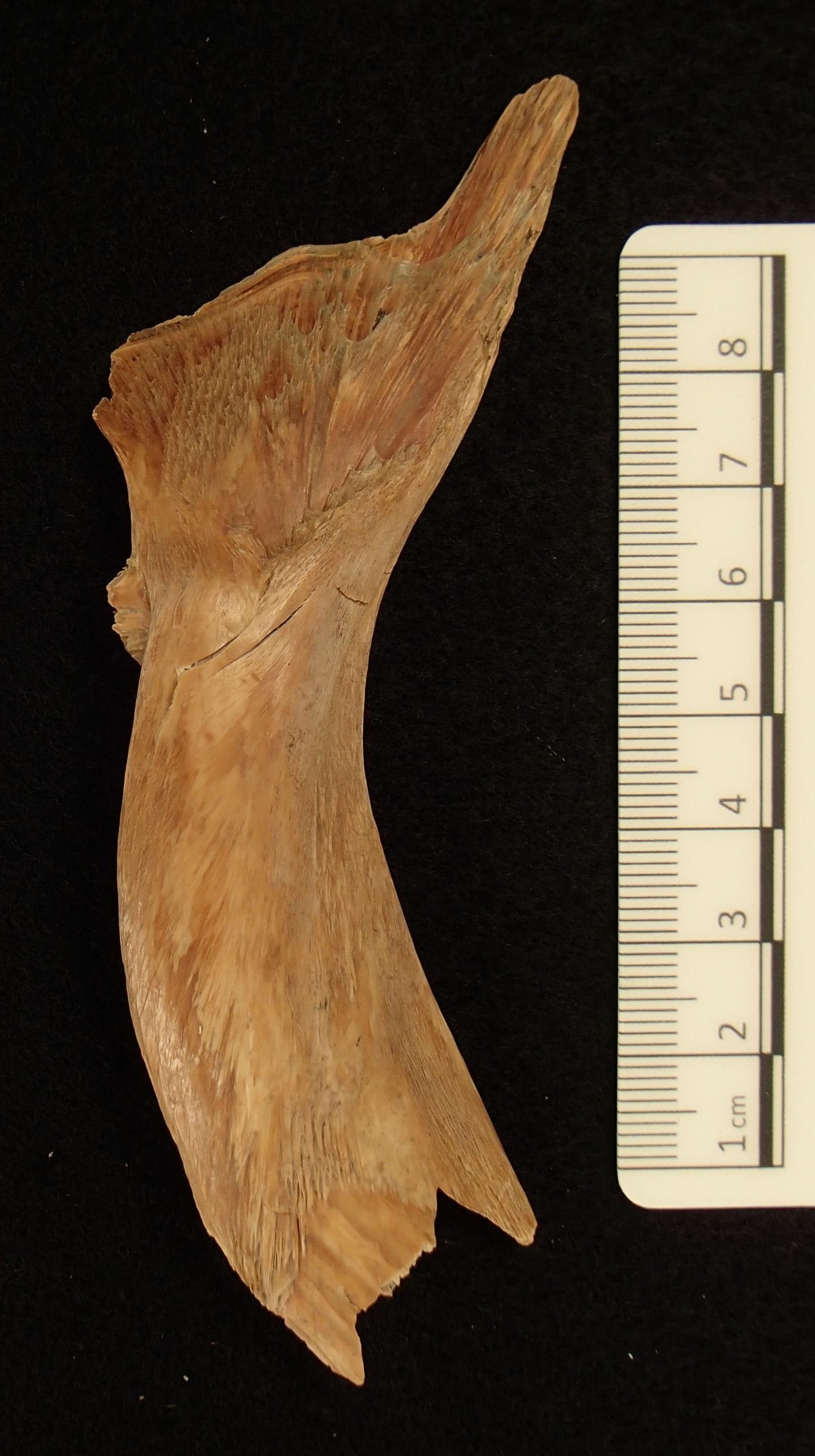 Viking cod bones