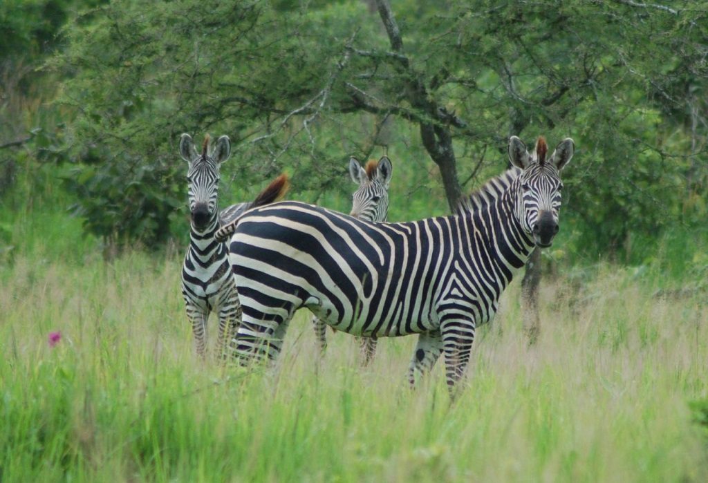the biology of colour, zebras