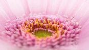 pollen as fertilizer