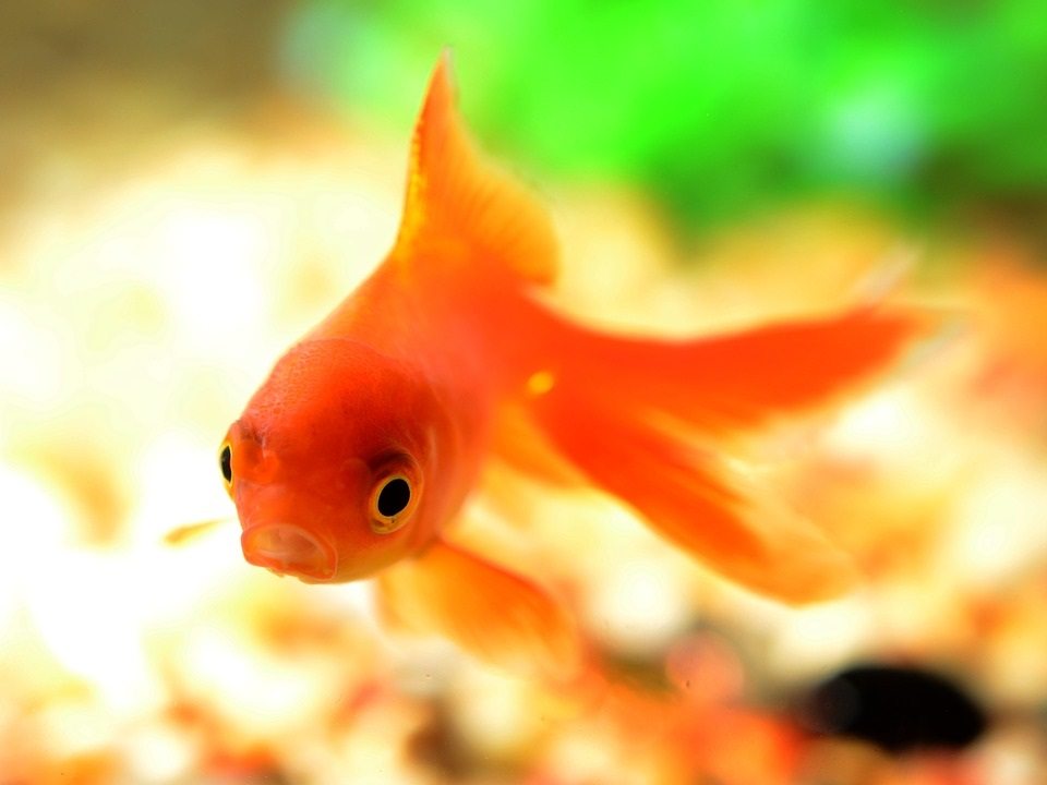 how goldfish make alcohol